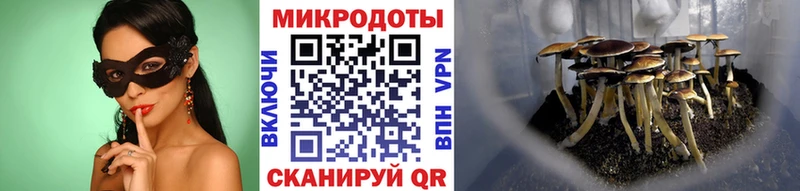 Псилоцибиновые грибы Cubensis  Курлово 